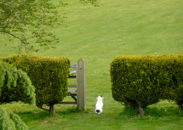 The Party Field - Pulborough, Sussex